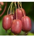 Actinidia arguta Scarlet September C2 Lit. 40-60 cm