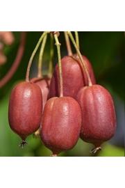Actinidia arguta Scarlet September C2 Lit. 40-60 cm