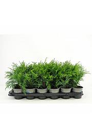 Thuja occidentalis Fire Chief ® Lic.2 Ø9