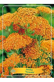 Achillea Terracotta Ø11