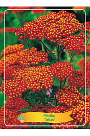 Achillea Safran Ø11