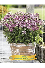 Achillea Milly Rock Pink Ø11