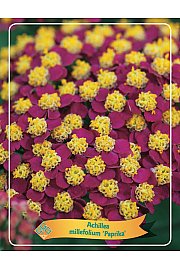 Achillea millefolium Paprika Ø11
