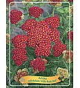 Achillea millefolium Milly Rock Red Ø11