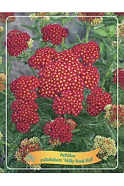 Achillea millefolium Milly Rock Red Ø11
