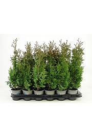 Thuja occidentalis Degroot Spire Ø9