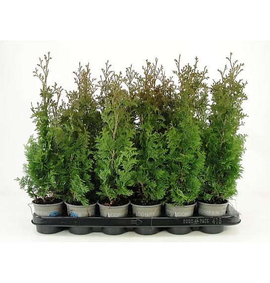 Thuja occidentalis Degroot Spire Ø9