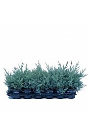 Thuja occidentalis Degroot Spire Ø9