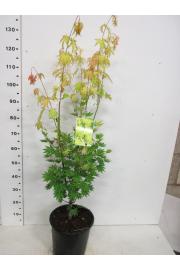 Acer shirasawanum Jordan C10 Lit. 80-100 cm