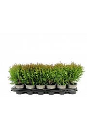 Thuja occidentalis Danica Ø9