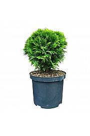 Thuja occidentalis Danica C5 Lit. 30-40 cm
