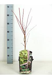 Acer palmatum Sangokaku C3 Lit. 30-40 cm