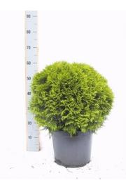 Thuja occidentalis Danica C10 Lit. 40-50 cm