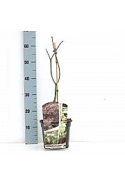 Acer palmatum Ornatum C3 Lit. 30-50 cm