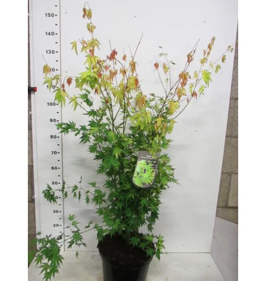 Acer palmatum Orange Dream C10 Lit. 80-100 cm