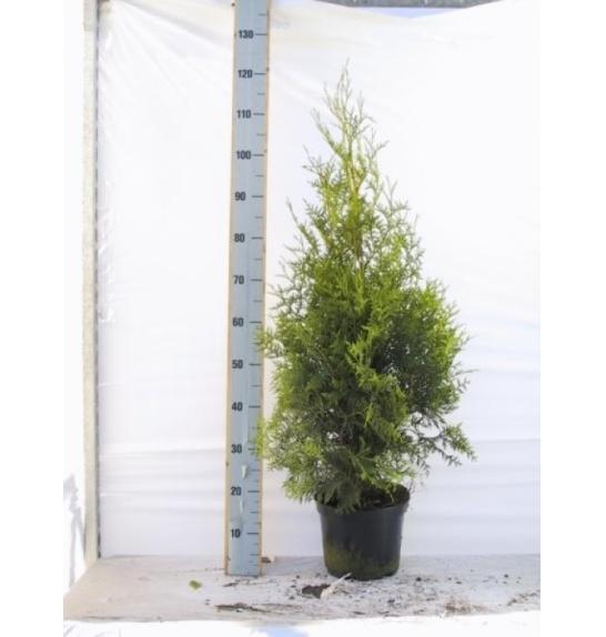 Thuja occidentalis Brabant C5 Lit. 100-120 cm