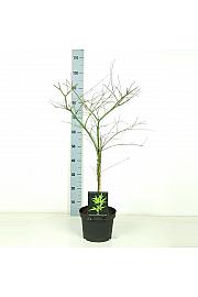 Acer palmatum Emerald Lace C5 Lit. 50-60 cm