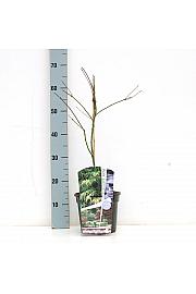 Acer palmatum Emerald Lace C3 Lit. 30-50 cm