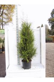 Thuja occidentalis Brabant C25 Lit. 160-180 cm