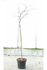 Acer palmatum dissectum Orangeola C7,5 Lit. 80-100 cm Na steblu 80 cm