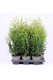 Thuja occidentalis Brabant C2 Lit.40-60 cm