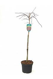 Acer palmatum dissectum Inaba Shidare C7,5 Lit. 80-100 cm Na steblu 80 cm
