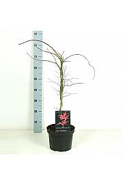 Acer palmatum dissectum Inaba Shidare C5 Lit. 50-60 cm