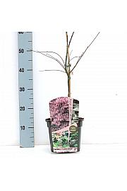 Acer palmatum dissectum Inaba Shidare C3 Lit. 30-40 cm