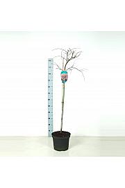 Acer palmatum dissectum Garnet C7,5 Lit. 80-100 cm Na steblu 80 cm