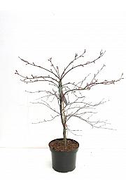 Acer palmatum dissectum Garnet C7,5 Lit. 60-80 cm