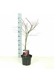 Acer palmatum dissectum Garnet C5 Lit. 50-60 cm
