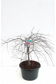 Acer palmatum dissectum Garnet C25 Lit. 40-60 cm