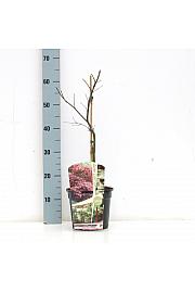 Acer palmatum dissectum Garnet C3 Lit. 30-40 cm