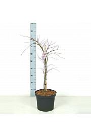 Acer palmatum dissectum Crimson Queen C7,5 Lit. 60-80 cm