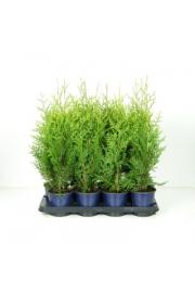 Thuja occidentalis Brabant C1 Lit. 20-30 cm