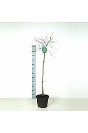 Acer palmatum dissectum C7,5 Lit. 80-100 cm Na steblu 80 cm