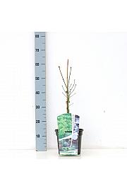 Acer palmatum dissectum C3 Lit. 30-40 cm