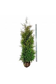 Thuja occidentalis Brabant bala 200-225 cm extra