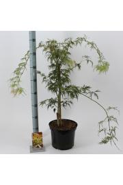 Acer palmatum Dissectum C10 Lit. 40-50 cm