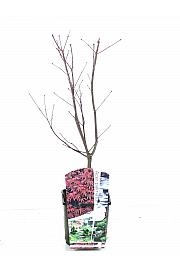 Acer palmatum Bloodgood C3 Lit. 30-50 cm
