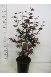 Acer palmatum Bloodgood C10 Lit. 60-80 cm