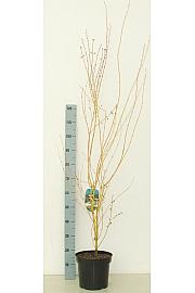 Acer palmatum Bi Hoo C7,5 Lit. 60-80 cm