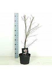 Acer palmatum Atropurpureum C5 Lit. 50-60 cm