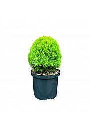Thuja occidentalis Anniek ᴾᴮᴿ C2,5 Lit. 20-25 cm