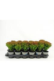 Thuja occidentalis Anniek ® Lic.2 Ø9