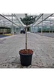 Abies koreana Kohouts Icebreaker® C6 Lit. Na steblu 40 cm