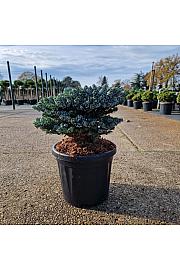 Abies koreana Kohouts Icebreaker® C6 Lit. 25/+ cm