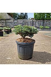 Abies koreana Kohouts Icebreaker C8 Lit. 30/+ cm