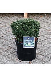 Abies koreana Brilliant C8 Lit. 25-30 cm