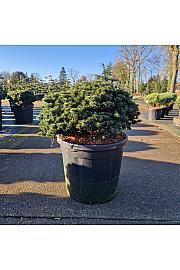 Abies koreana Brillant C20 Lit. 40/+ cm